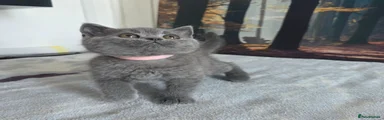 British Shorthair 5 pink light💗 
