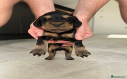 Cocker Spaniel dogs for sale: ****only 2 left****Stunning cocker puppies - Image 31