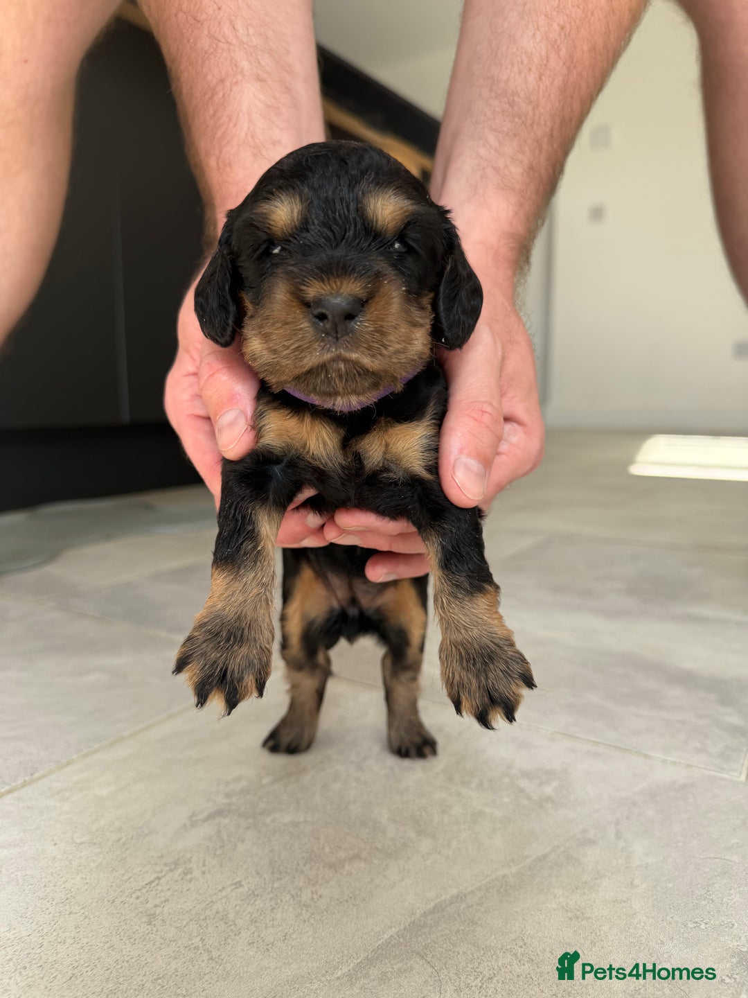 Cocker Spaniel dogs for sale: ****only 2 left****Stunning cocker puppies - Image 31