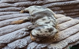 Miniature Dachshund dogs for sale: Dapple miniature dachshund - Image 19