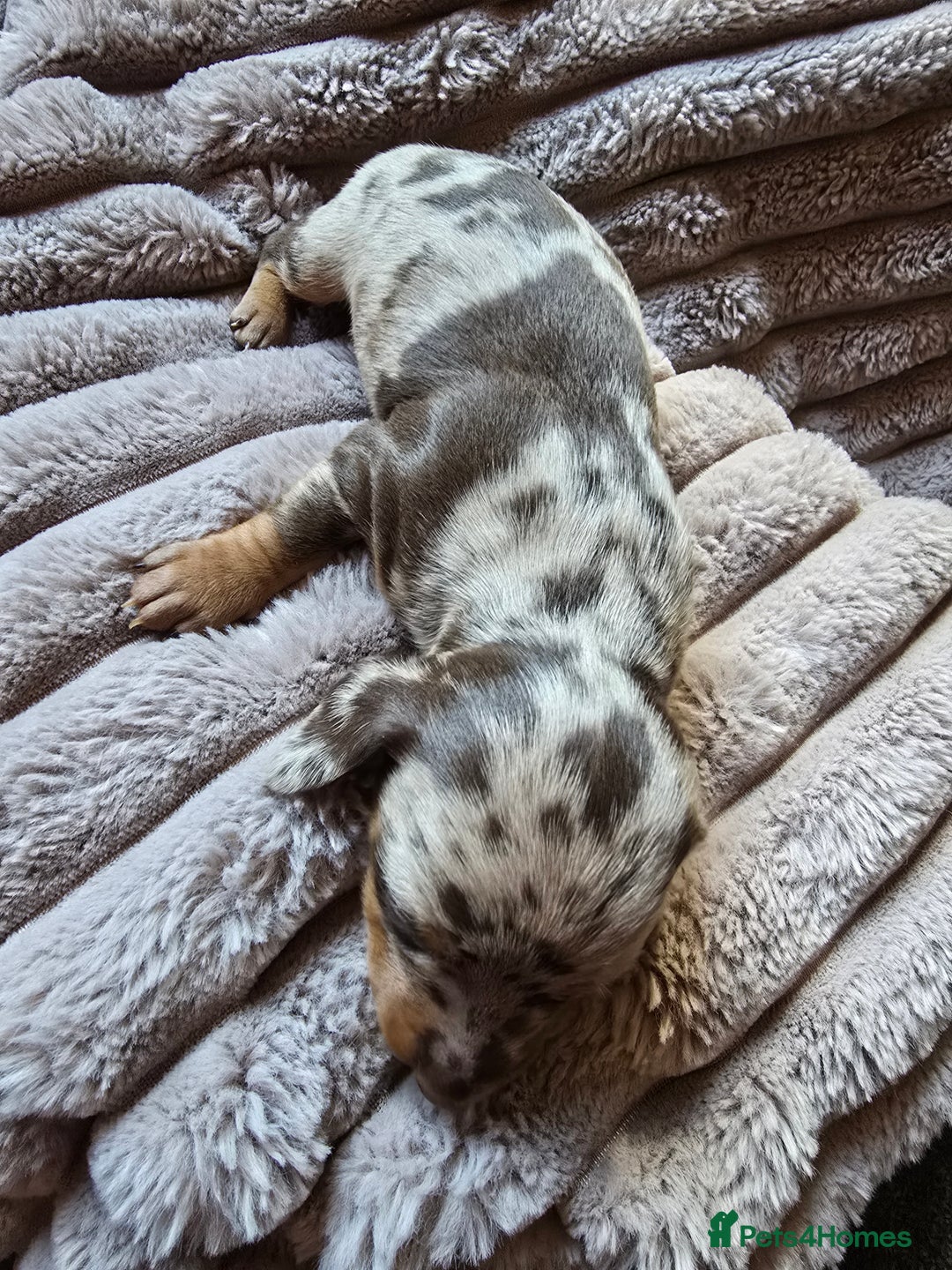 Miniature Dachshund dogs for sale: Dapple miniature dachshund - Image 19
