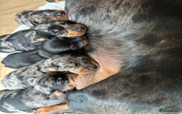Dachshund dogs for sale: Beautiful silver dapple mini dachshund puppies! 🐾 - Image 17