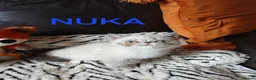 Exotic cats for sale: PEDIGREE GCCF PERSIAN EXOTIC BABIES - Advert 29