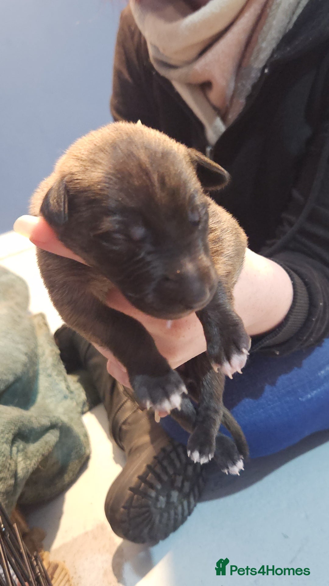 Whippet dogs for sale: 8 beautiful  brindle whippet  - Advert 26