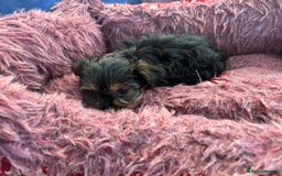 Yorkshire Terrier dogs for sale: Stunning Yorkshire terriers - Image 13