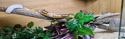 Snake reptiles for sale: FULL SET UPS X 2  - Advert 2