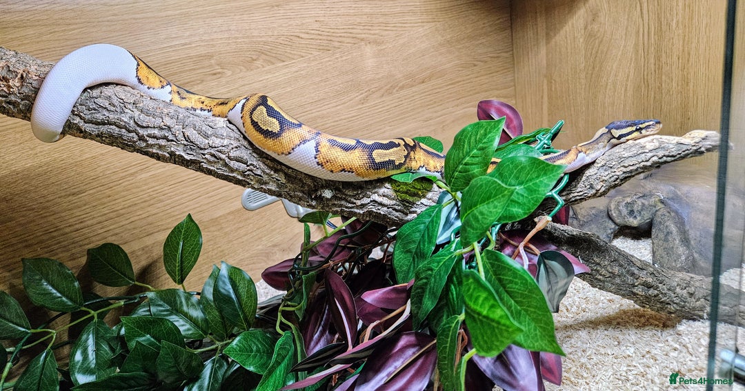 Snake reptiles for sale: FULL SET UPS X 2  - Advert 2