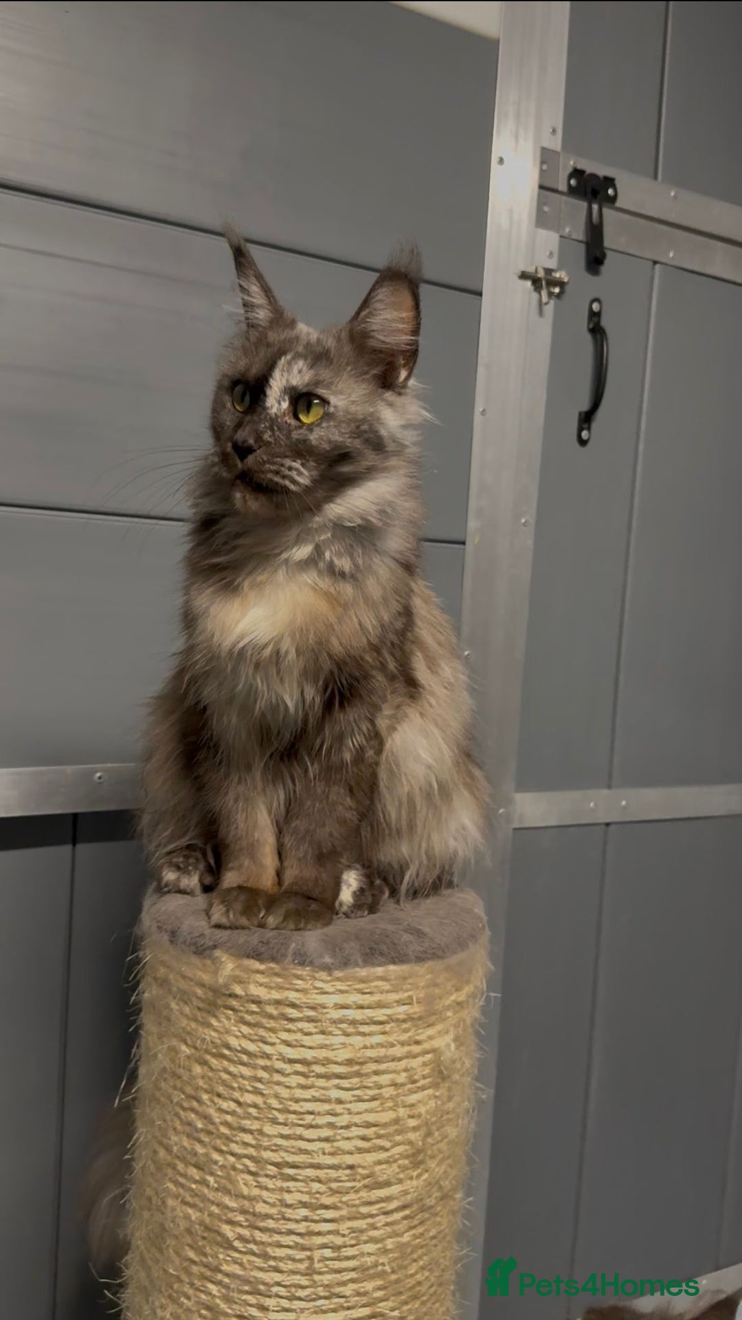 Maine Coon cats for sale: Tortie female maine coon  - Image 4