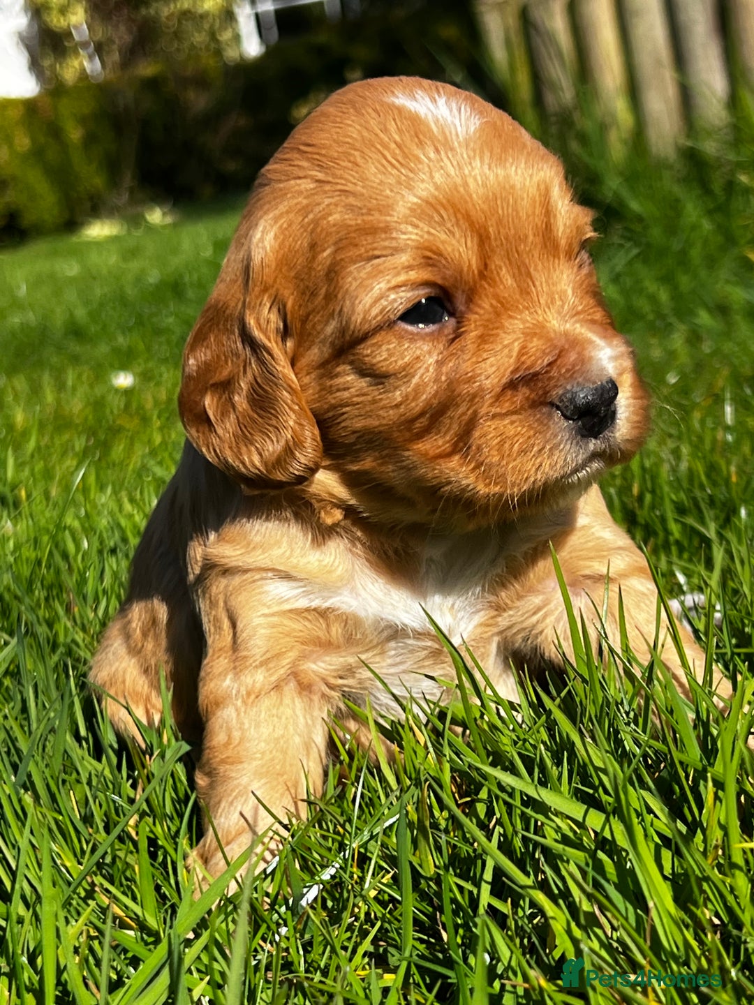Toy Poodle dogs for stud: KC Registered Red Toy Poodle Fully DNA Tested in Radstock - Image 31