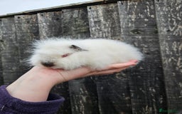 Guinea Pig rodents for sale: 3 baby swiss boars - Image 2