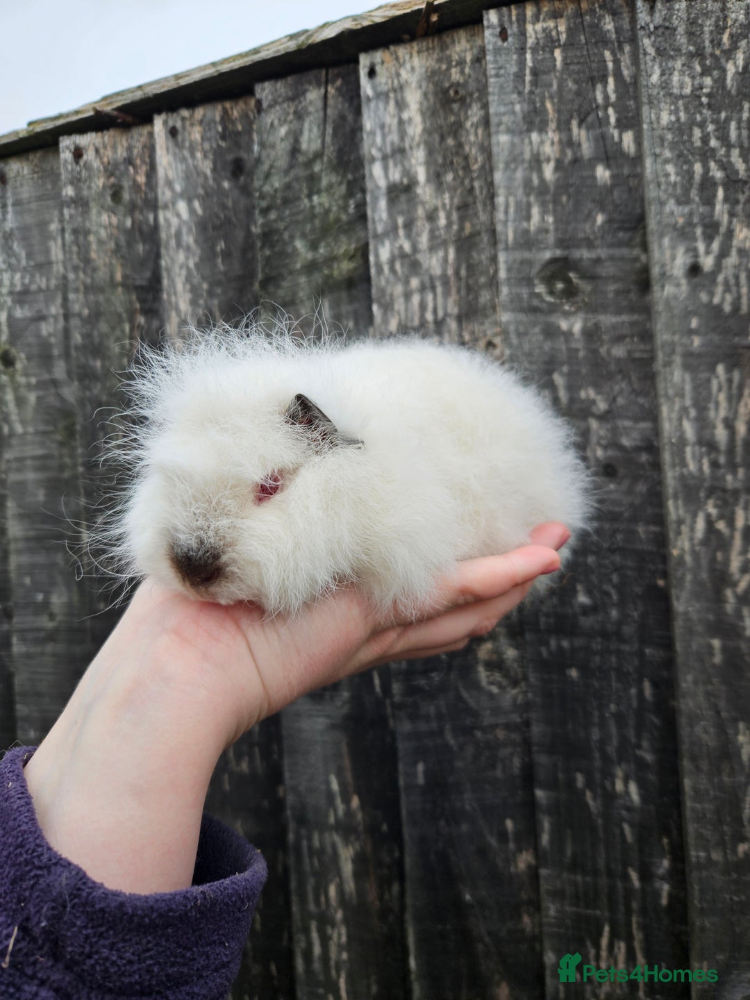 Guinea Pig rodents for sale: 3 baby swiss boars - Image 2