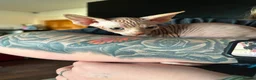 Sphynx cats for sale: Canadian sphynx ready to leave now  - Advert 23