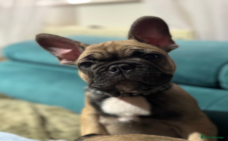French Bulldog dogs in Derby - Advert 7
