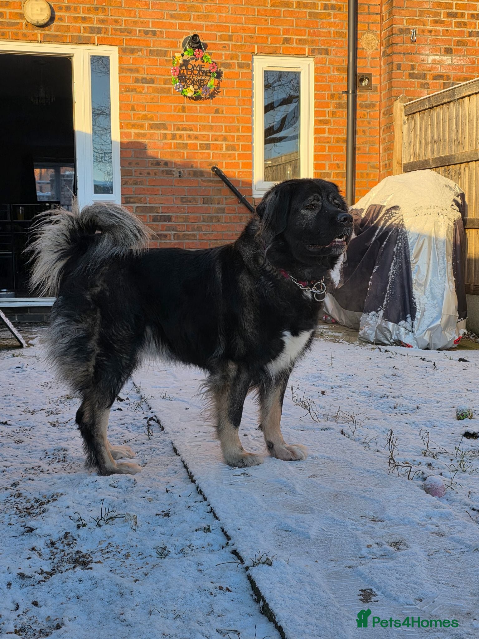 Caucasian Shepherd Dog dogs 5 year old Caucasian Shepherd dog - Advert 9