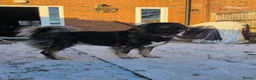 Caucasian Shepherd Dog dogs for sale: 5 year old Caucasian Shepherd dog - Advert 1