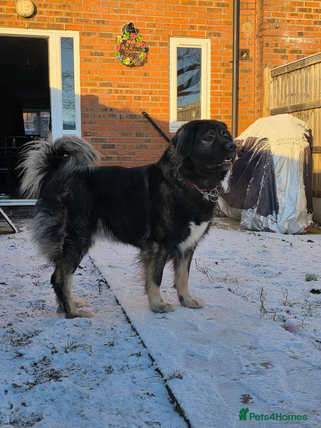 Caucasian Shepherd Dog dogs for sale: 5 year old Caucasian Shepherd dog - Advert 1