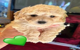 Poochon dogs for sale: poochon puppies  - Image 9