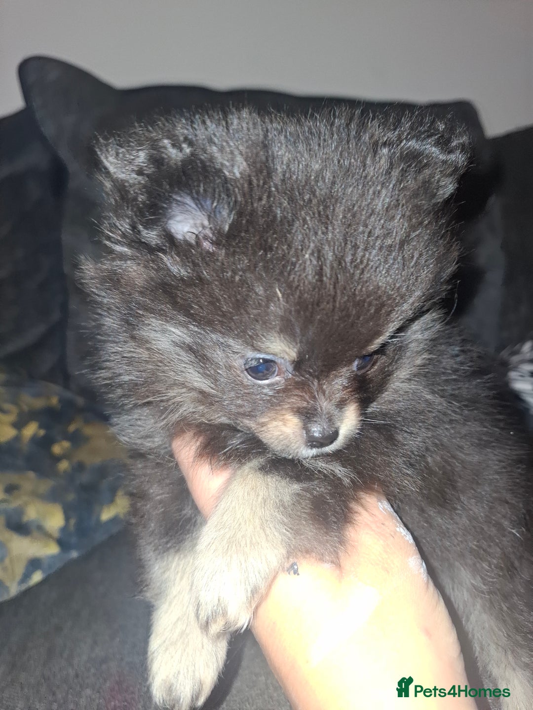 Pomeranian dogs for sale: Ready to leave last blk & tan & wlf sable boy - Advert 14