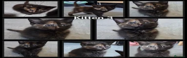 Kitten 3
