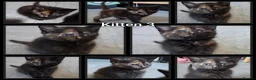 Domestic Shorthair cats for sale: 5 Beautiful female kittens for sale  - Advert 26