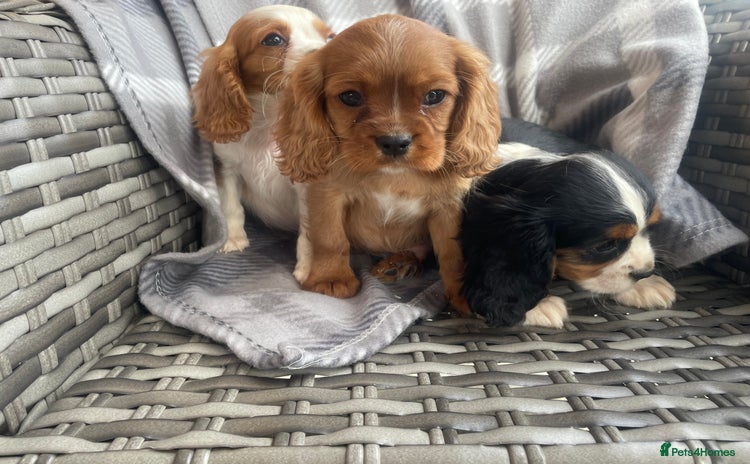 Cavalier King Charles Spaniel dogs - Advert 1