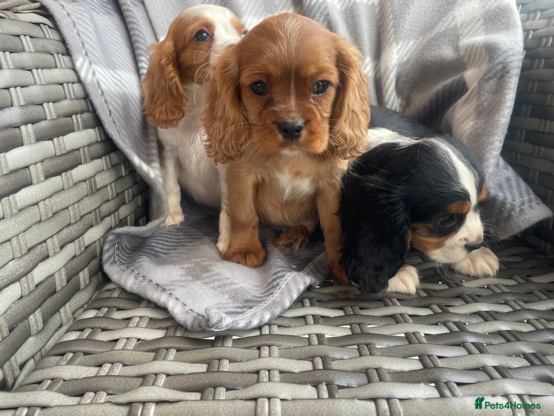 Cavalier King Charles Spaniel dogs for sale: Cavalier King Charles pups - Image 1