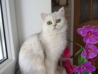 Scottish Fold cats Beautiful Scottish Straight cats - Advert 3