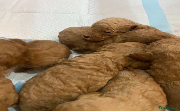 Goldendoodle dogs - Advert 1