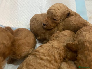 Goldendoodle dogs - Advert 2
