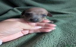 Italian Greyhound dogs for sale: Beautiful KC registered ITALIAN GREYHOUNDS  - Image 13