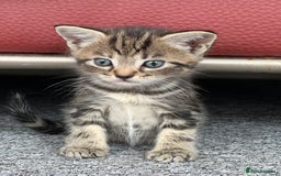 Domestic Shorthair cats for sale: Domestic Cats for sale🐈🐈‍⬛ - Image 8