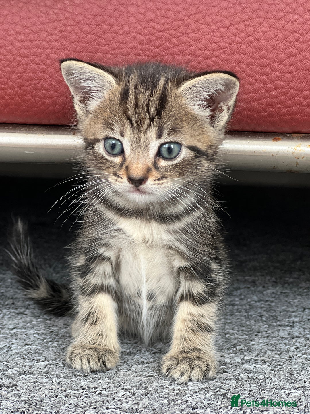 Domestic Shorthair cats for sale: Domestic Cats for sale🐈🐈‍⬛ - Image 8