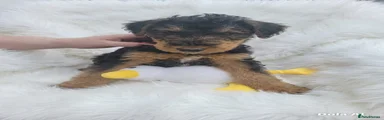 Airedale Terrier Puppy 3
