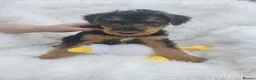 Airedale Terrier dogs for sale: Airedale terrier puppies for sale - Advert 8