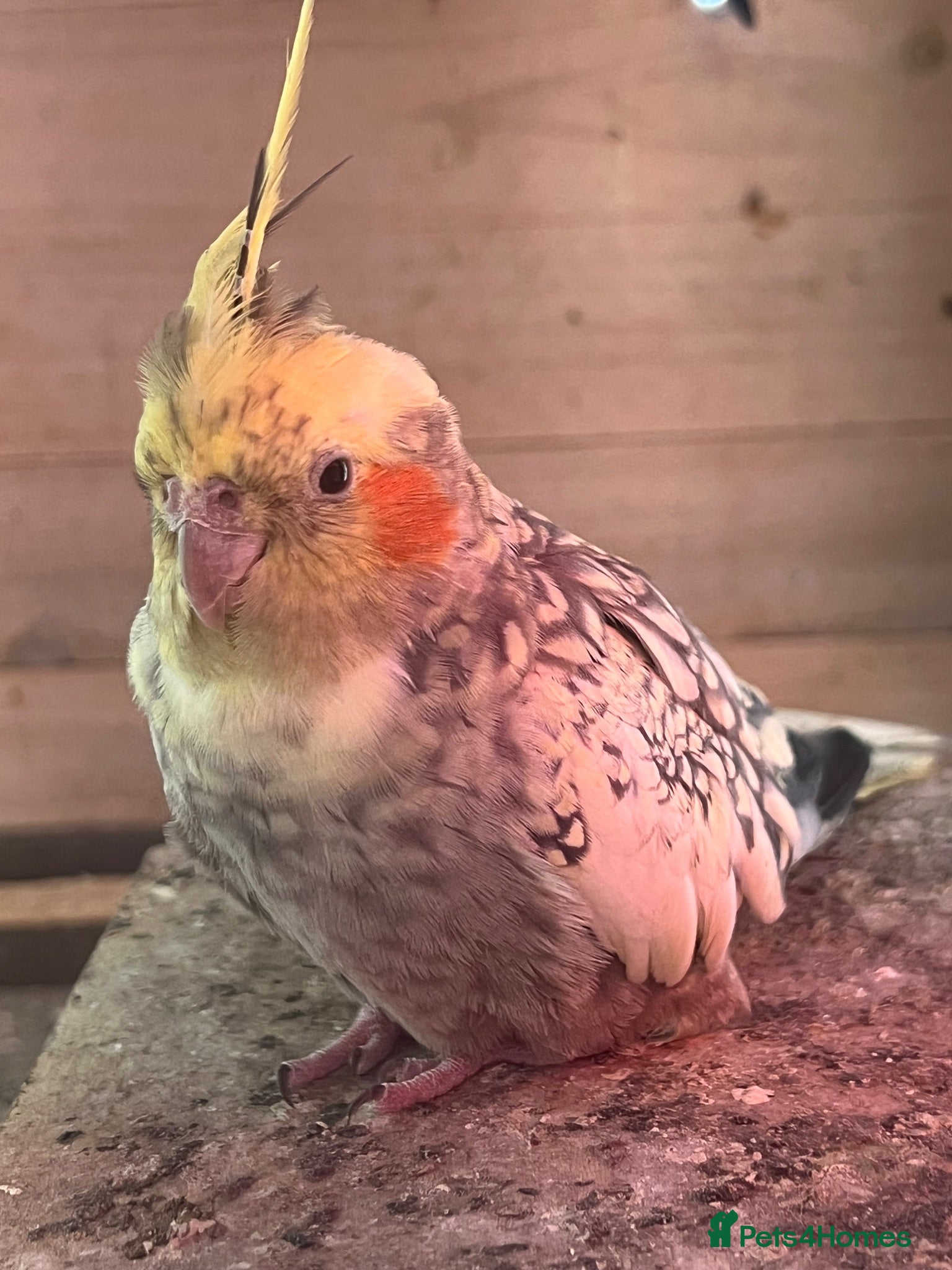 Cockatiels birds Female healthy cockatiel - Advert 1