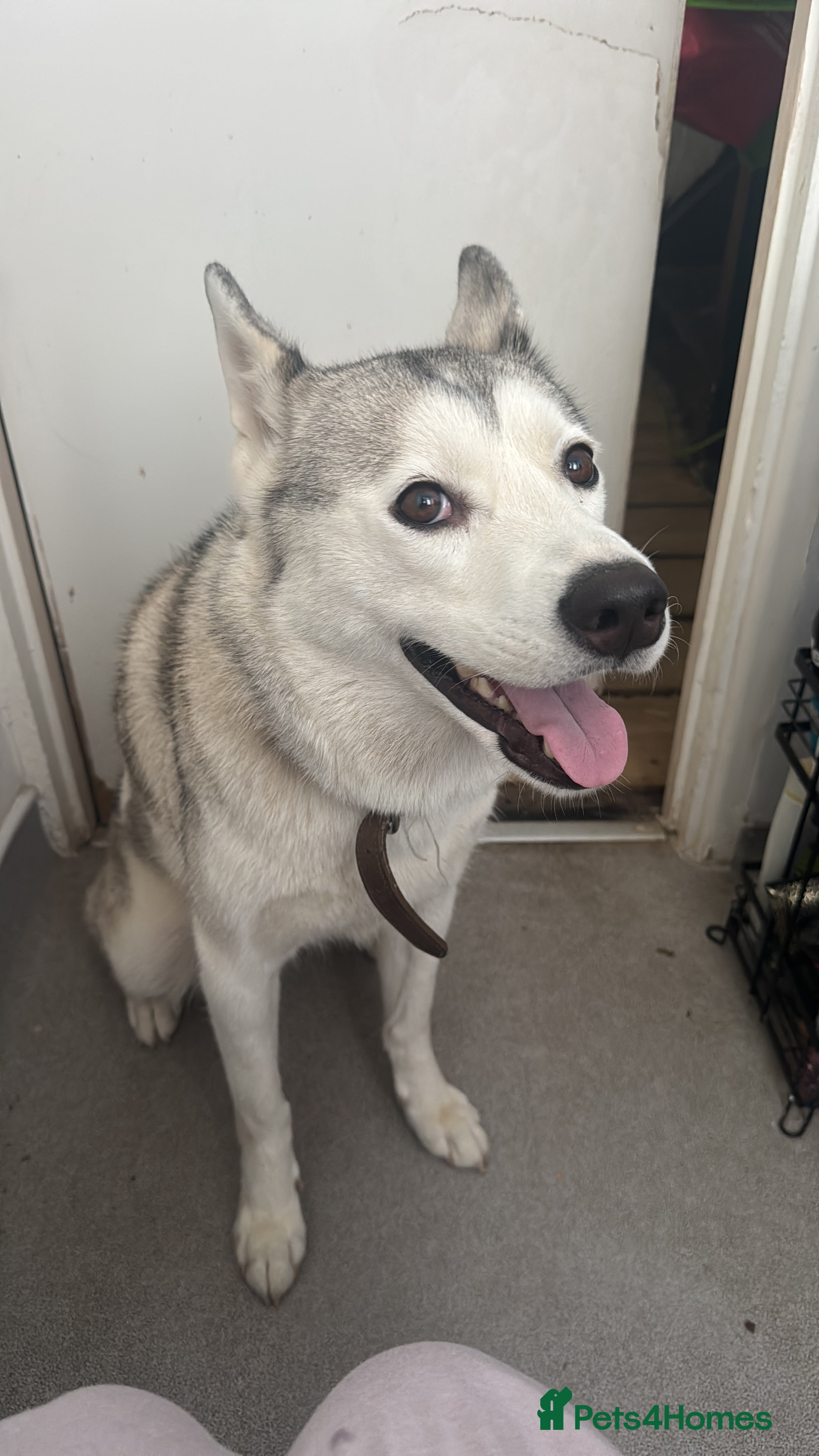 Siberian Husky dogs Meet Luna  in Bexleyheath - Advert 2