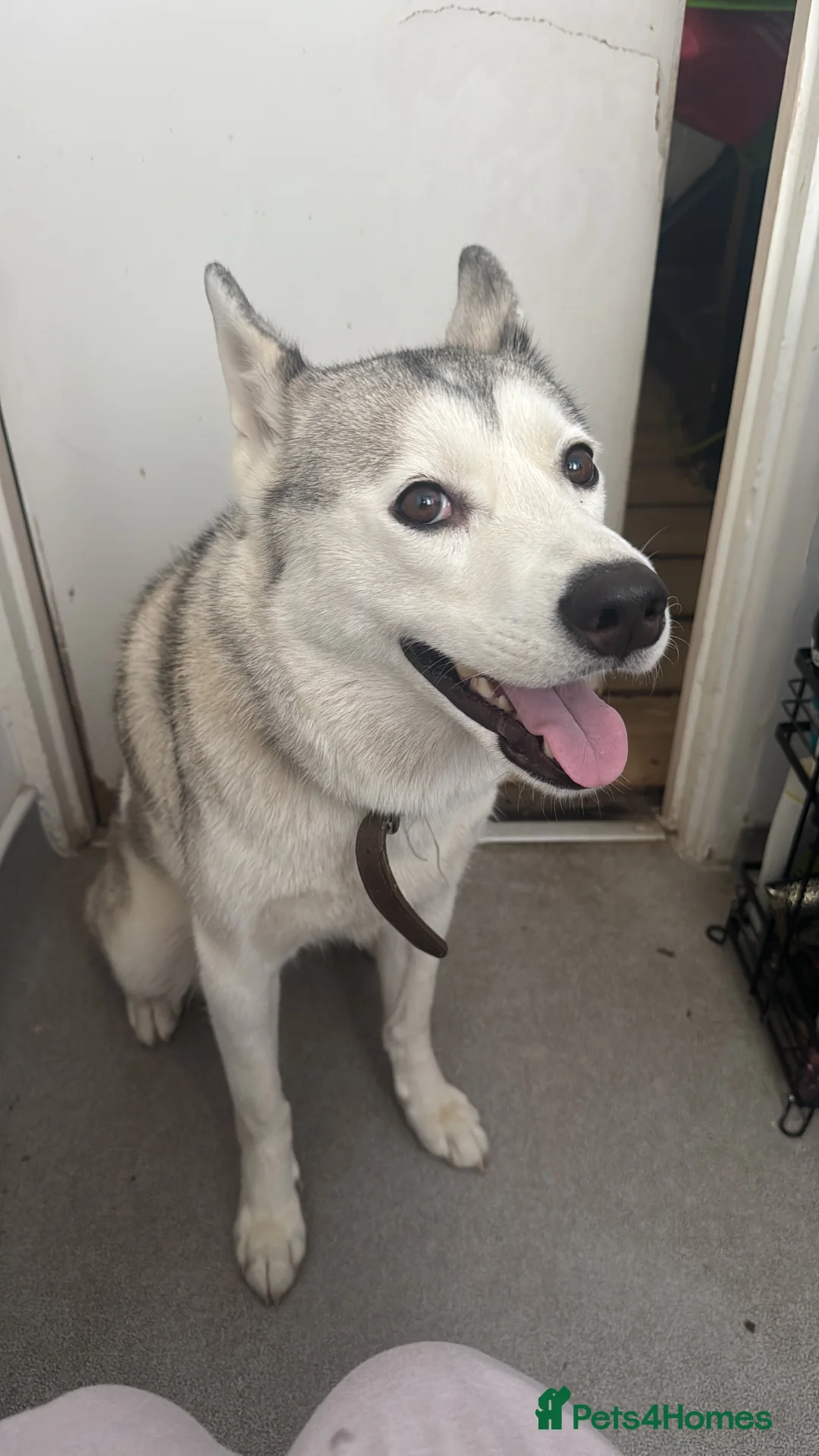 Siberian Husky dogs for sale: Meet Luna  in Bexleyheath - Advert 1