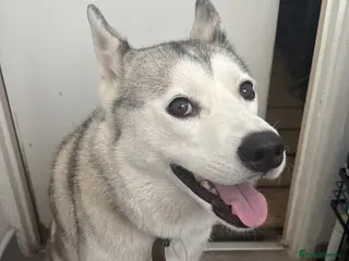 Siberian Husky dogs Meet Luna in Bexleyheath - Advert 2