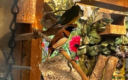 Finches birds for sale: Lots of different types of finches,DOVE PAIR  - Image 12