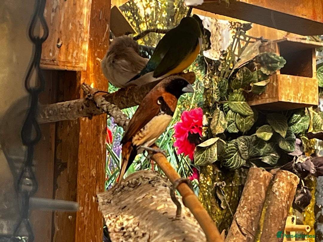 Finches birds for sale: Lots of different types of finches,DOVE PAIR  - Image 12