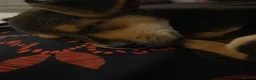 Mixed Breed dogs for stud: Sweet Jorkie boy for Stud  in London - Advert 6