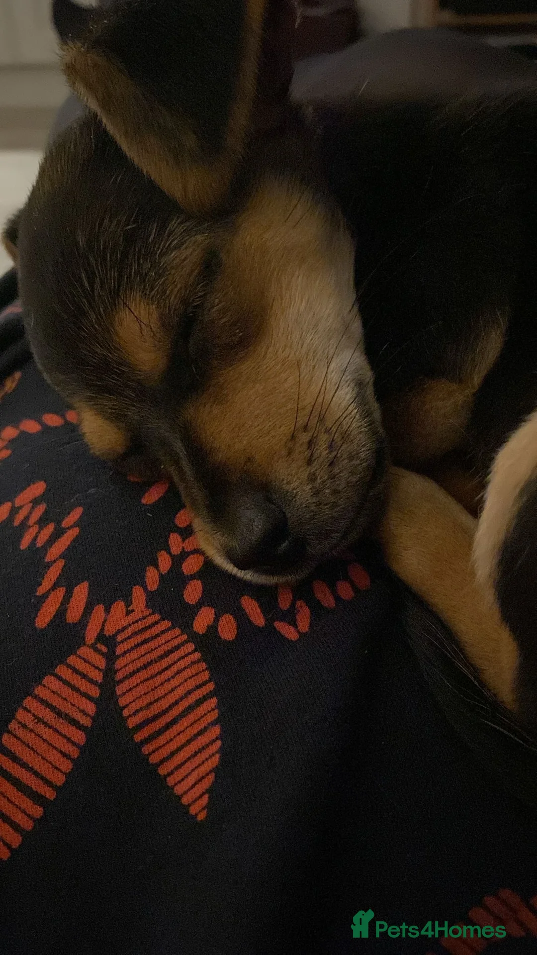 Mixed Breed dogs for stud: Sweet Jorkie boy for Stud  in London - Advert 6