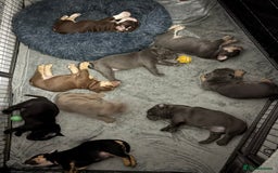 Olde English Bulldogge dogs for sale: Olde English Bulldogge Puppies - Image 9