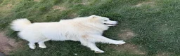 Samoyed dogs for stud: Stunning samoyed available for stud in Felixstowe - Advert 3