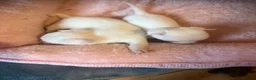 Chihuahua dogs for sale: Beautiful chihuahua boys  - Advert 5