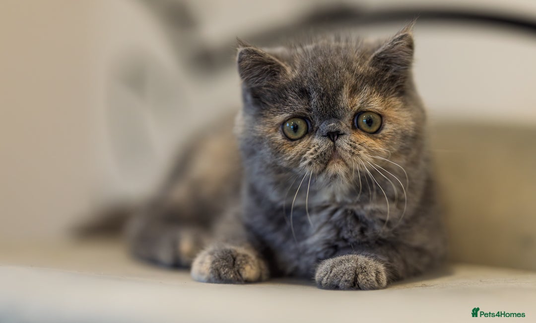 Exotic cats for sale: GCCF Registered - Advert 10