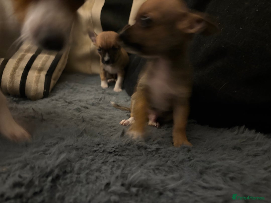 Mixed Breed dogs for sale: Jackawawa pups  - Advert 28