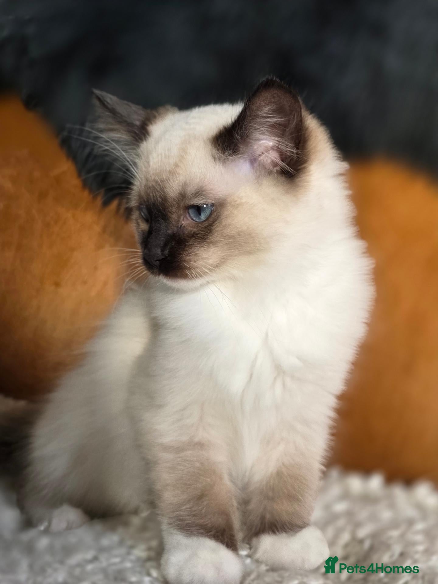 Ragdoll cats for sale: Beautiful Ragdoll Kittens - Advert 2