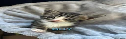 Mixed Breed cats for sale: 3 Beautiful Kittens 1 Grey 2 Tabby Ready for Home in London - Advert 5