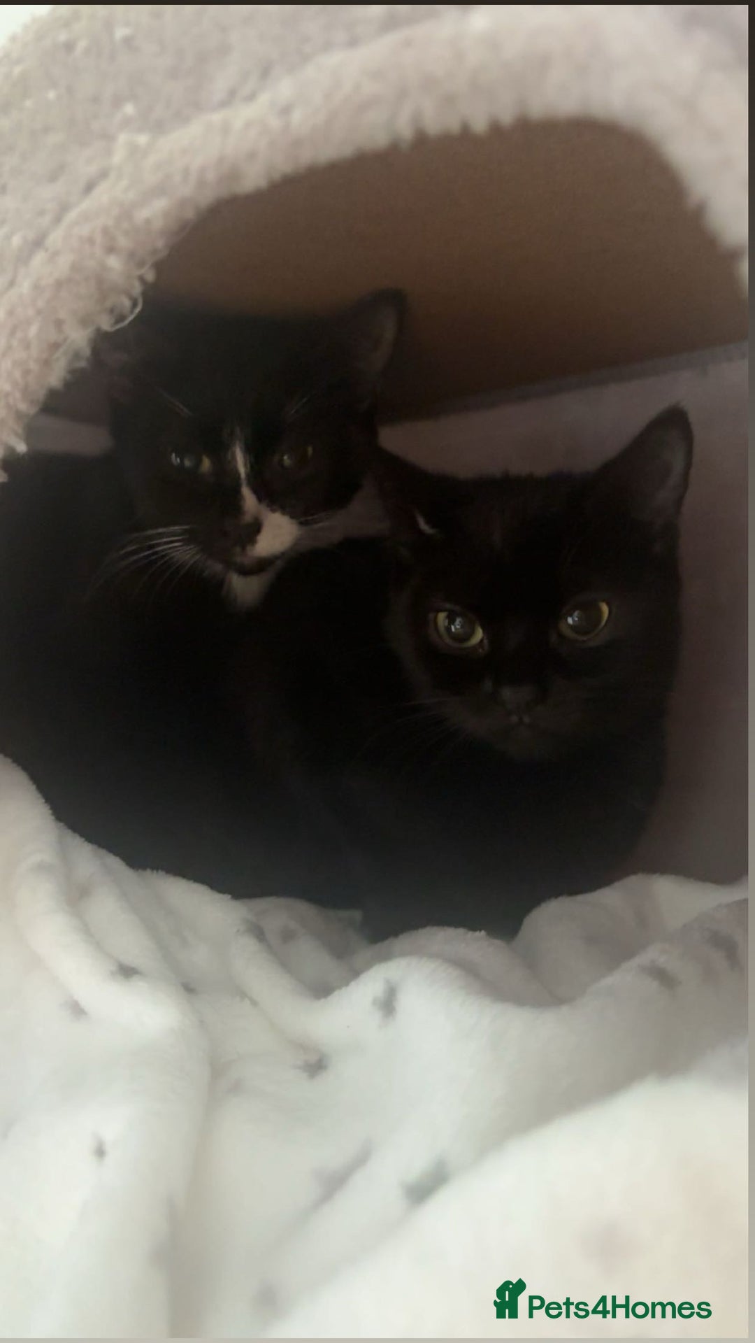 British Shorthair cats for sale: 2 beautiful sisters for sale - Advert 9